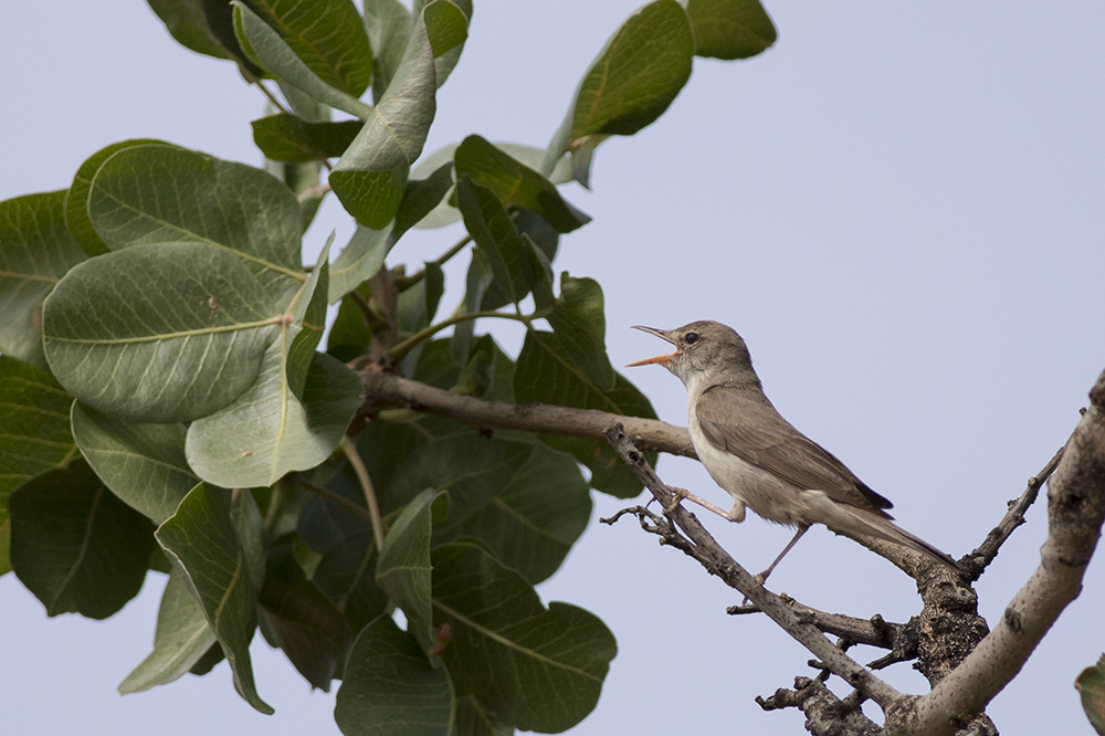 Eastern Olivaceous Warbler